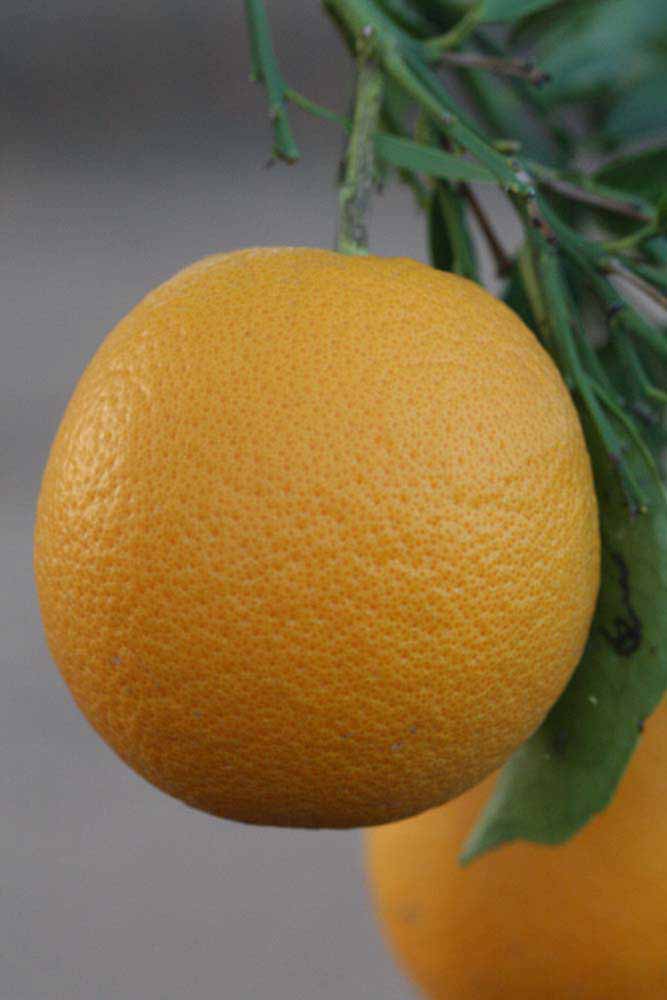            Fruit (Riverside, CA)   